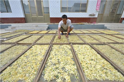 巨鹿县堤村乡纪家寨村农民在整理晾晒的金银花。