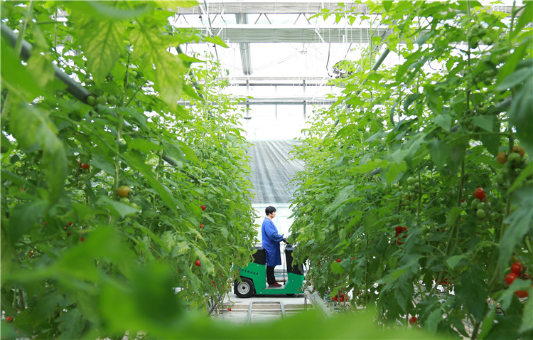 远程数据采集,智能电力温控等技术应用于农业生产,推动农业种植现代化